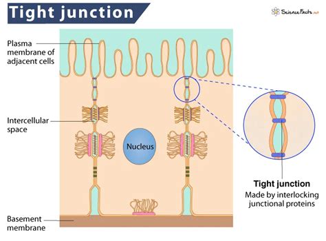 Cell Junctions Types Structure And Functions The Science Notes