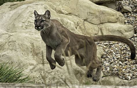 We did not find results for: Los Pumas Animales : Puma O Leon De Montana ...