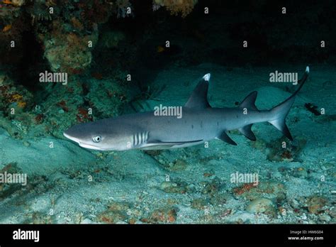 Whitetip Reef Shark Triaenodon Obesus Felidhu Atoll Maldives Stock
