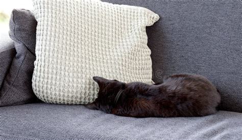 Black Cat Sleeping On Sofa Stock Image Image Of Animal 144472721