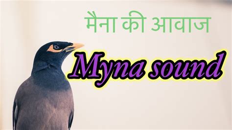 Myna Bird Soundmyna Birdmaina Sound Pahadi Maina