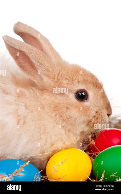 Rabbit Easter Eggs Cut Out Hi Res Stock Photography And Images Alamy