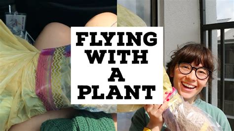 Traveling With Plants Bringing A Huge Plant On An Airplane Youtube