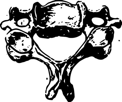 Vertebra Cervical En Blanco Y Negro Png Transparente Stickpng