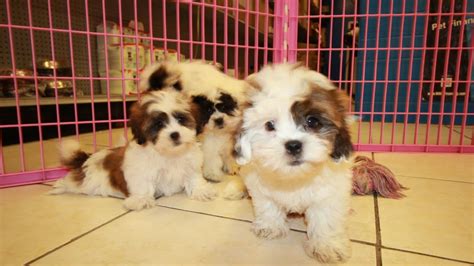 We are the best local shichon/shihpoo breeder (teddy bear puppy breeder) in the area because of the excellent customer service we offer and the. Teddy Bear, Puppies For Sale, In Columbia, South Carolina ...