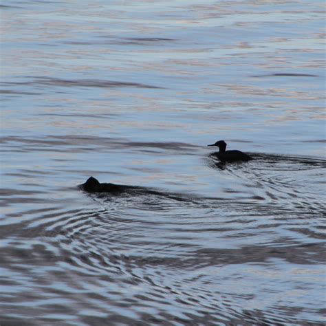 Ebird Checklist Nov Newfound Lake Species