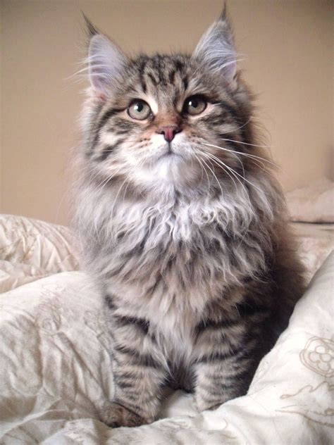 Siberian Cat For Sale Uk Animal Enthusias Blog
