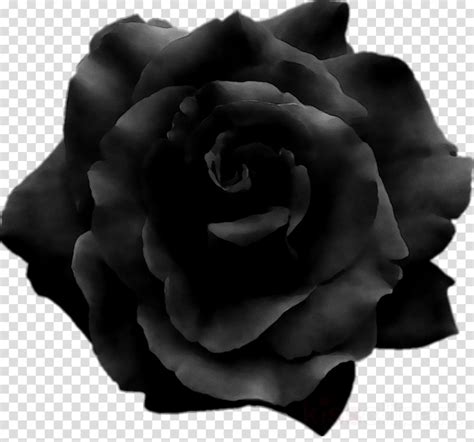 Download High Quality Rose Transparent Black Transparent Png Images