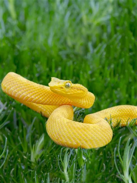 Learn how snakes get around, how they kill and eat their prey, and how they court and reproduce. Garden Snake Facts