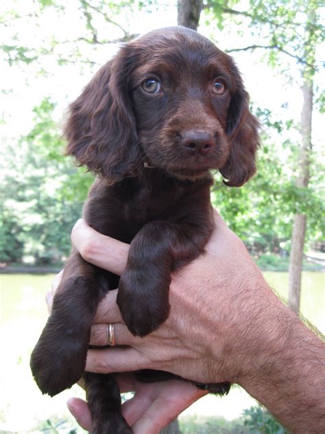 Boykin Puppies For Sale
