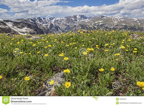 Beartooth Mountain Alpine Tundra Range Meadows Stock Image Image Of