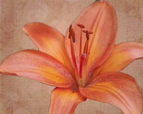 Orange Lily Photograph By Deb Henman Fine Art America