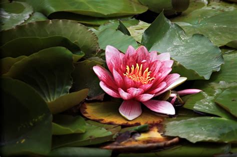 We determined that these pictures can also depict a depth of field, flower, lotus, nature, pink flower. 49+ Lotus Flower iPhone Wallpaper on WallpaperSafari