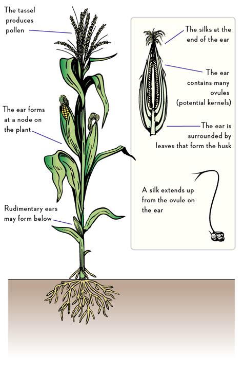 24 Corn Plant Diagram Wiring Diagram Info
