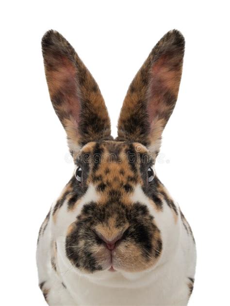 Spotted Rabbit Isolated On A White Stock Image Image Of Rabbit Cute