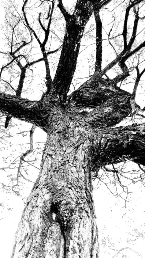 Tree ArT Tree Art Tree Drawing Landscape Sketch