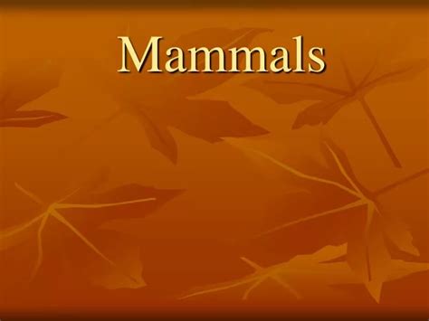 Ppt Mammals Powerpoint Presentation Free Download Id2777630