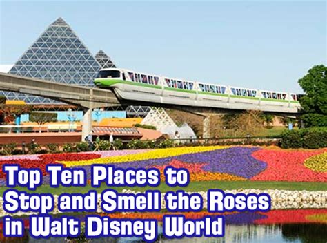 Wdw Radio Show 314 Top Ten Places To Stop And Smell The Roses In