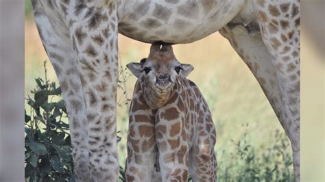 The First Moments Of A Baby Giraffes Life