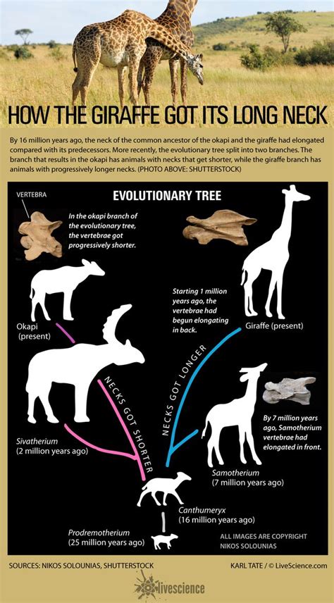 Heres How The Giraffe Got Its Long Neck Infographic Live Science