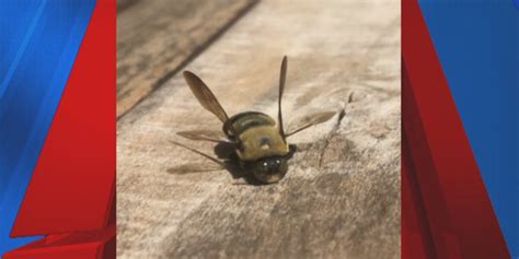 How To Get Rid Of Carpenter Bees What Works And What Doesnt