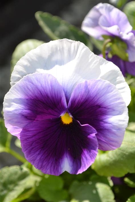 Pansy Delta Beaconsfield Pansy From Plantworks Nursery