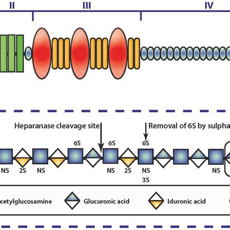 Role Of The Extracellular Matrix In Driving Progression Through Stages