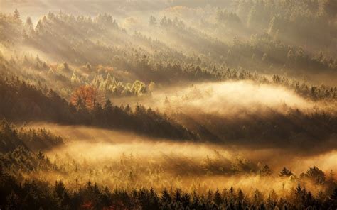 Fog Tree Forest Autumn Nature Beauty Mist Landscape