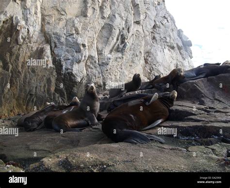 Seals On Seal Rock Stock Photo Alamy
