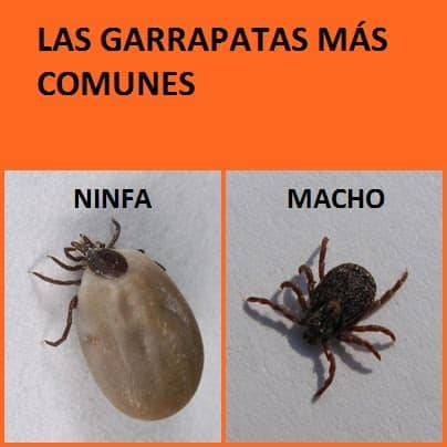 Cómo eliminar pulgas en casa con plantas repelentes. como matar las garrapatas | Como Adiestrar A Tu Perro
