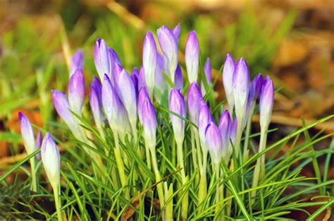 Download spring time flowers images and photos. Purple Spring Flowers Free Stock Photo - Public Domain ...