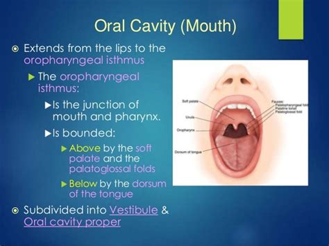 Anatomy Of Oral Cavity Tongue And Palate