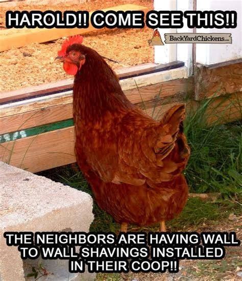 40 Best Images About Chicken Memes On Pinterest