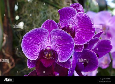 Purple Phalaenopsis Hybrid Moth Orchid Stock Photo Alamy