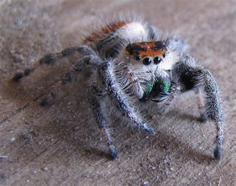 In arid parts of arizona, latrodectus spiders. Regal Jumping Spider Facts, Identification & Pictures