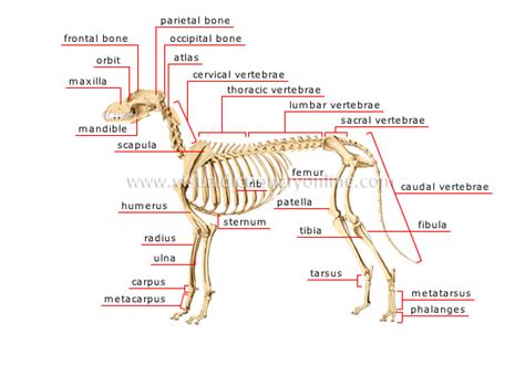 Animal Kingdom Carnivorous Mammals Dog Skeleton Of A Dog Image
