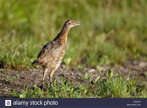 Baby Pheasant Stock Photos And Baby Pheasant Stock Images Alamy