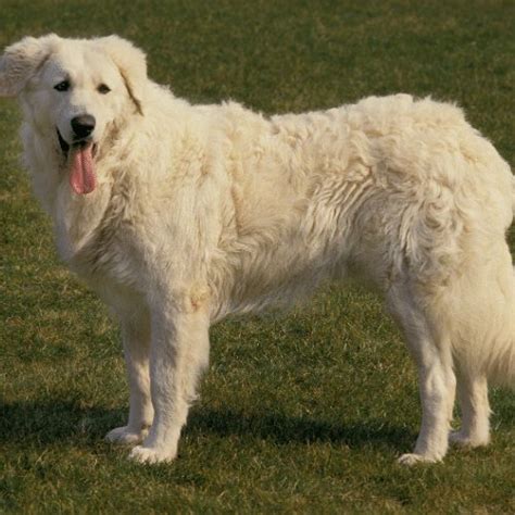 Kuvasz Dog Breed Information Spiritdog Training
