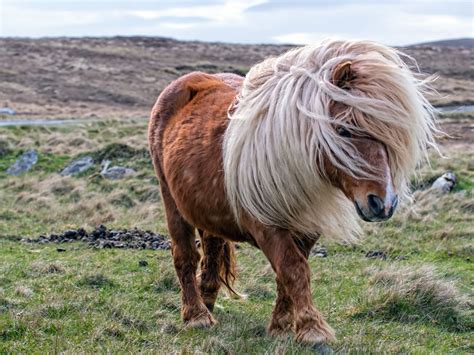 Shetland Pony im Rasseportrait - tieranzeigen.at