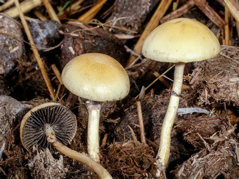 California Fungi Protostropharia Semiglobata