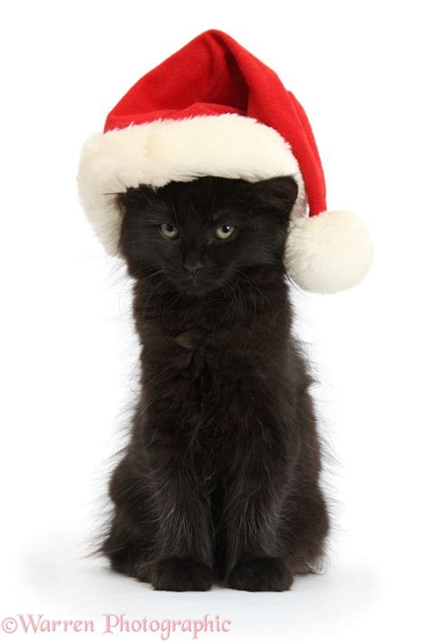 Fluffy Black Kitten 9 Weeks Old Wearing A Santa Hat Photo Wp37849