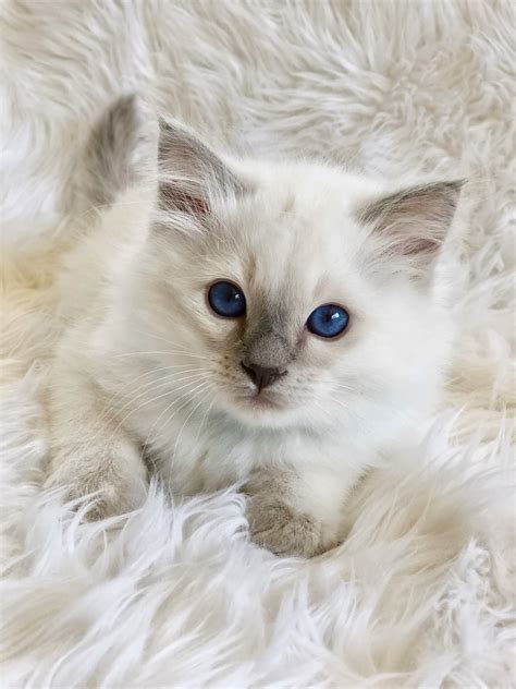 Balinese Kittens For Sale And Breeders Near Me Pets4you