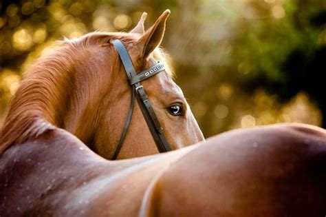 Beautiful Horse Pictures Photos And Images For Facebook
