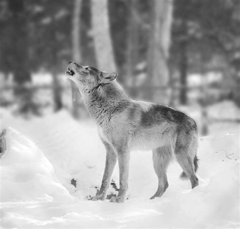 D And E Grey Wolf Photography Wyebridge On