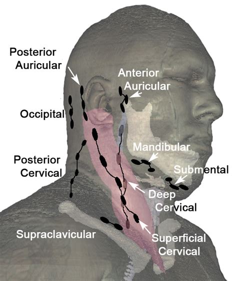 Back Of Neck Anatomy Lymph Lymph Glands Of The Head And Neck Archives
