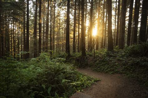 Scenic View Of Trees In Forest During Sunset Stock Photo
