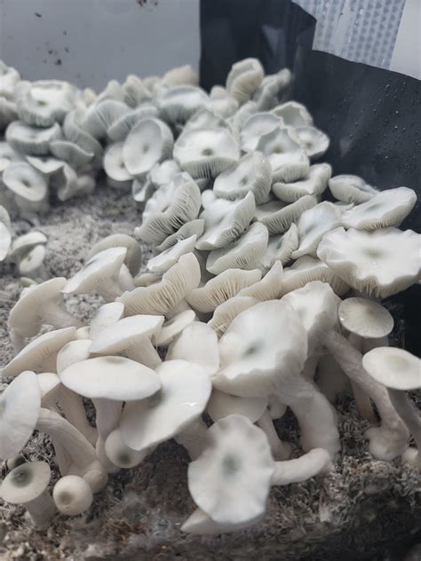 True Albino Teacher - TAT SWB - Basidium Equilibrium