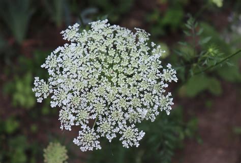 Blooming Flowers Of Wild Carrot Daucus Carota Whose Common Names