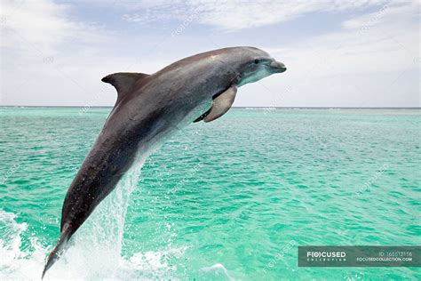 Bottlenose Dolphin Leaping From Sea — Side View Honduras Stock Photo