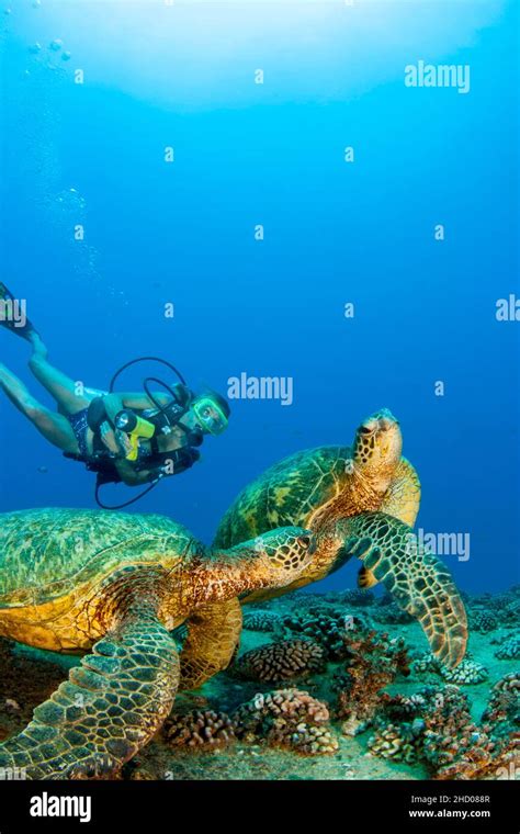 A Diver MR And Green Sea Turtle Chelonia Mydas On The Wreck Of The